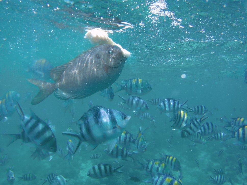 You will be able to see different kind of fishes in our Olanggo Island Hopping Tour.